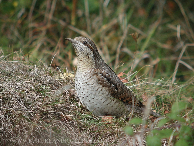 wryneck, wrynecks, british-3.jpg - WRYNECK - HAYLING ISLAND - 29.9.05